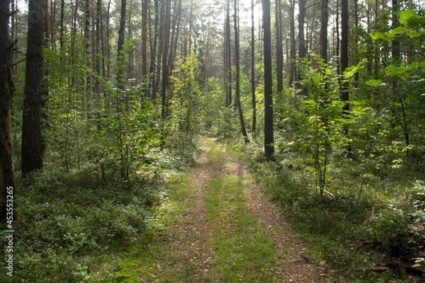 Obraz Summer green forest on a sunny day