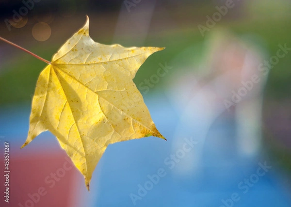 Obraz Yellow autumn leaves of a poplar on a tree branch lit by the bright sun on a blurred background of bench. Fall.