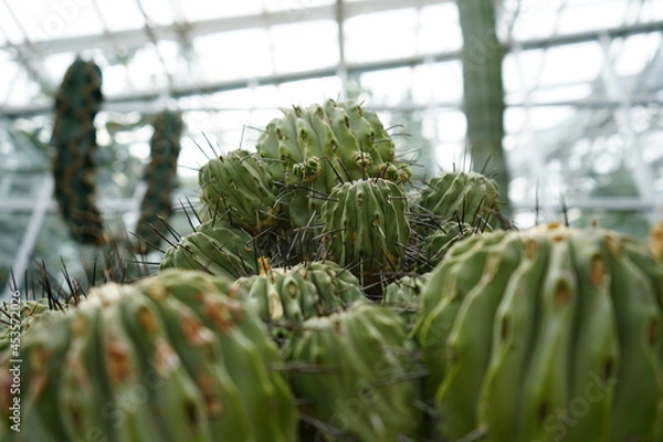 Obraz サボマウンテン！