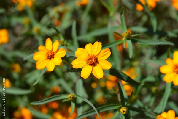 Obraz Narrowleaf zinnia