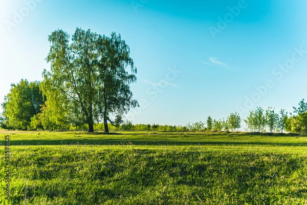 Obraz Birch in a bright green field. Landscape.