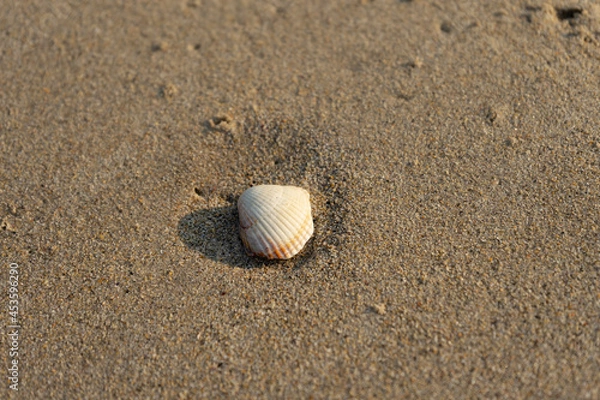 Fototapeta sand with shells on the beach in Galicia