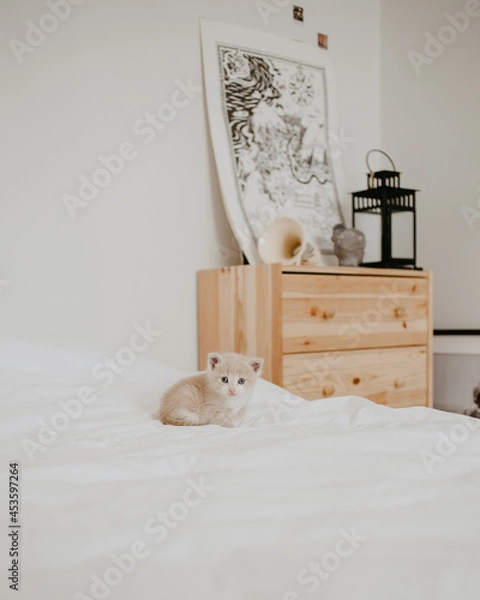 Obraz the ginger kitten in the white bed