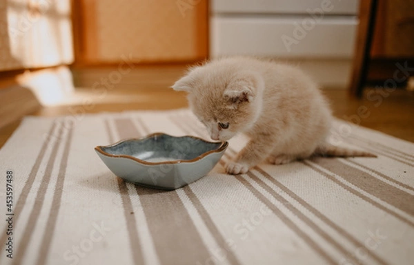 Obraz ginger kitten started to eat with the milk in blue bowl
