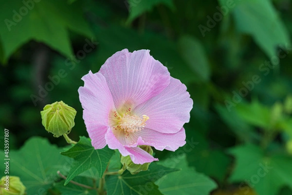 Obraz 夏に咲くピンクの芙蓉の花のアップ