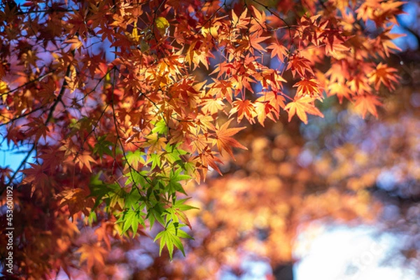 Fototapeta 色づく紅葉