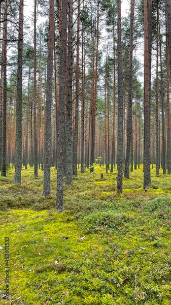 Obraz Pine forest with mushrooms and moss