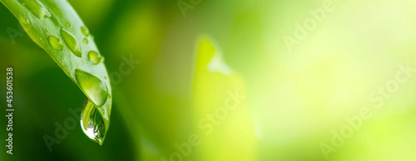 Obraz water drops on green leaf, purity nature bright background, macro shot.