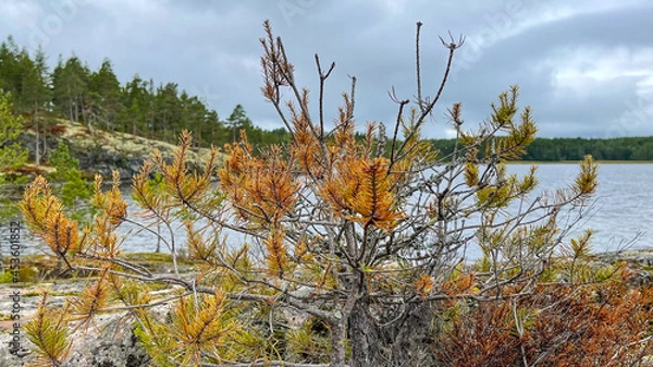 Obraz Islands with forest and rocks on Lake Ladoga