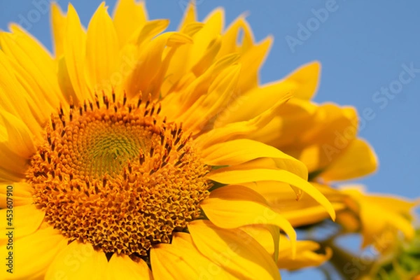 Fototapeta sunflower on blue background