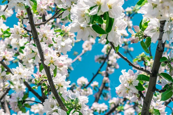 Obraz Young bee and apple blossom. Spring background.