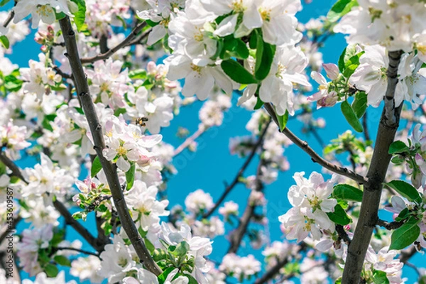 Obraz A young bee pollinates an apple tree flower. Spring background.