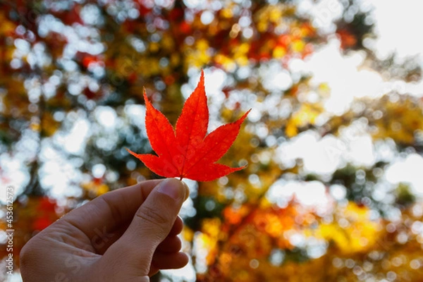 Fototapeta Hand holding a red maple leaf in autumn, Kyoto, Japan, in horizontal
