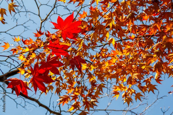 Fototapeta Close up of branches full of red, orange and yellow maple leaves in autumn fall season, in Kyoto, Japan