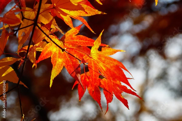 Fototapeta Close up of a branch full of red, orange and yellow maple leaves in autumn fall season, in Kyoto, Japan