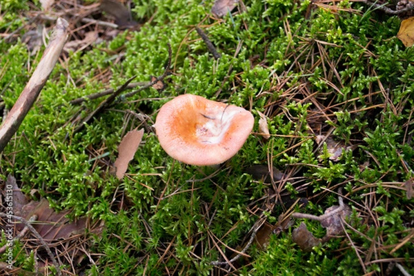 Obraz Red Russula mushroom growing in the forest moss