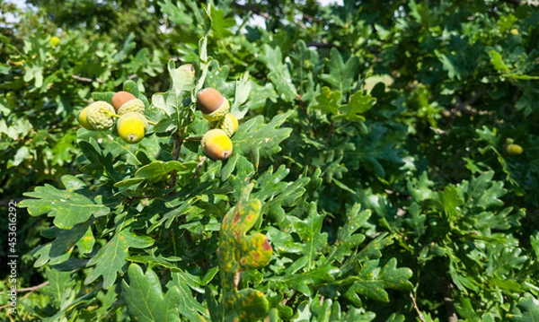 Obraz Colorful Acorns