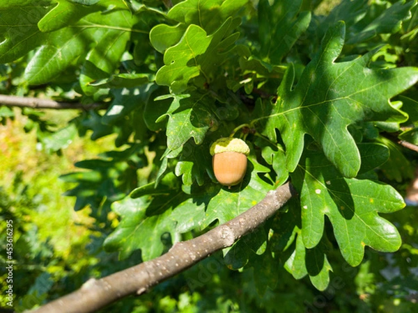 Fototapeta Colorful Acorn