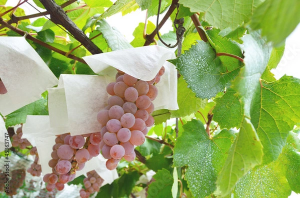 Obraz 甲州　ぶどう