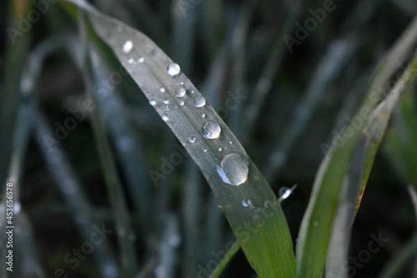 Obraz Leaf grass with water drops