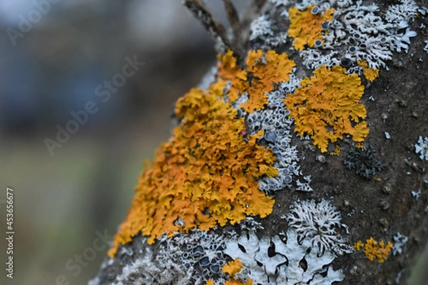 Obraz Tree branches in Xanthoria lichens