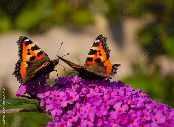 Obraz butterfly on flower