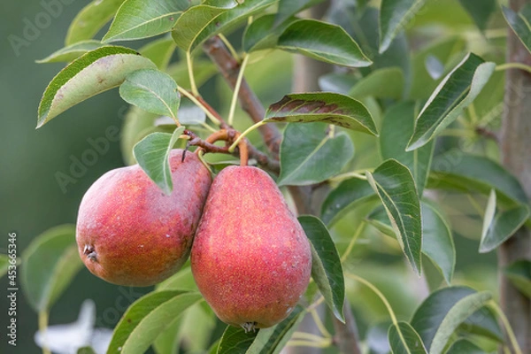 Fototapeta Fresh red pear hanging in tree