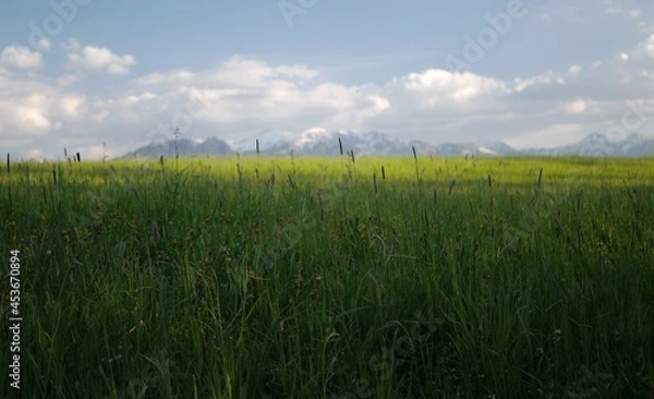 Obraz green grass and mountains