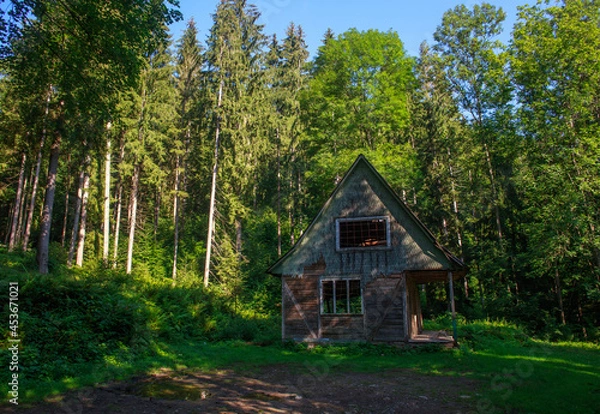 Fototapeta Old abandoned wooden house in green wild forest, dilapidated hut