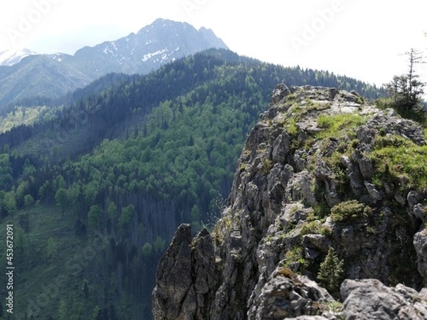 Obraz landscape with trees