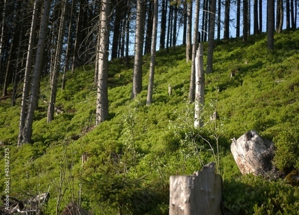 Obraz pine tree forest