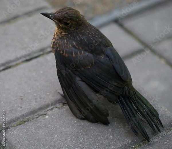 Obraz blackbird on the ground