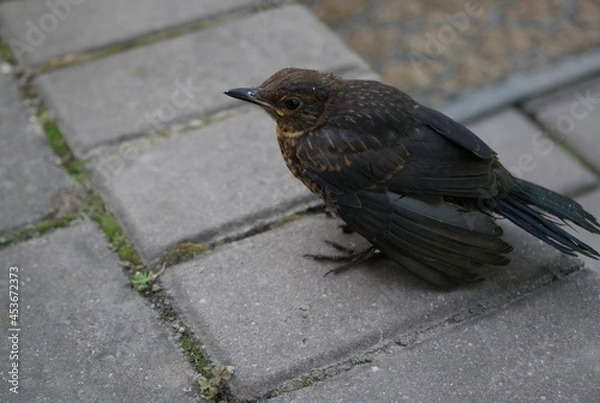Obraz blackbird on the ground