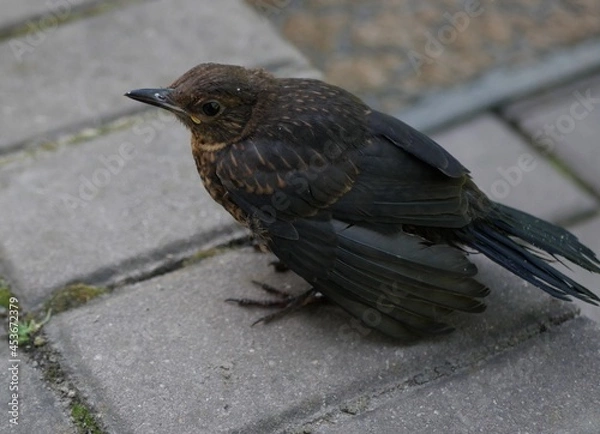 Obraz blackbird on the ground