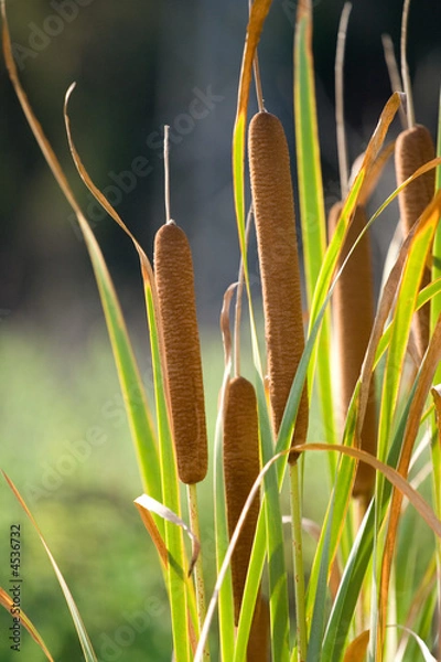 Fototapeta pędzić w słońcu