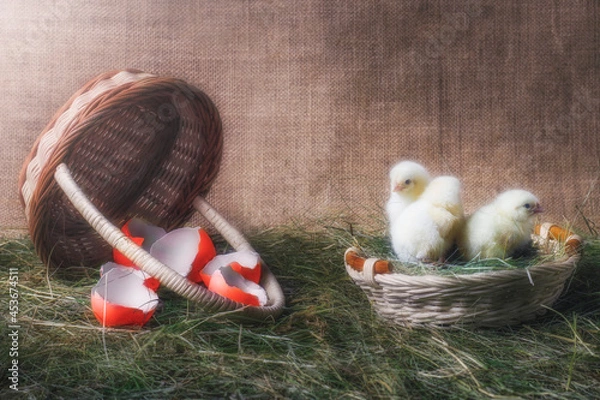 Fototapeta easter chicken and eggs