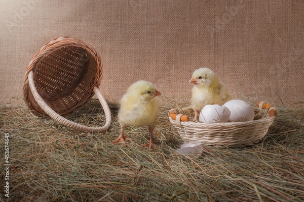 Fototapeta chicken and eggs