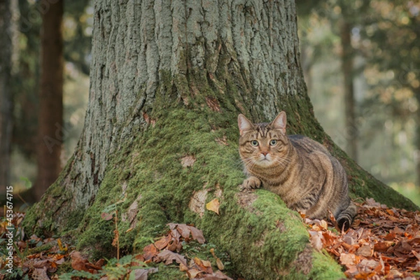 Fototapeta squirrel in a tree