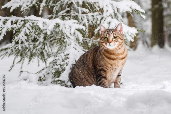 Fototapeta cat in snow