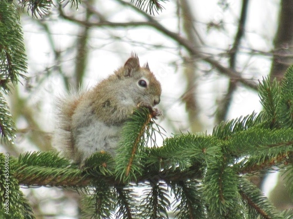 Obraz Grey Squirrel in Pine Tree