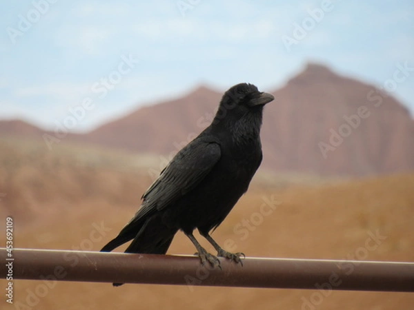 Obraz Crow Black Bird with Mountains