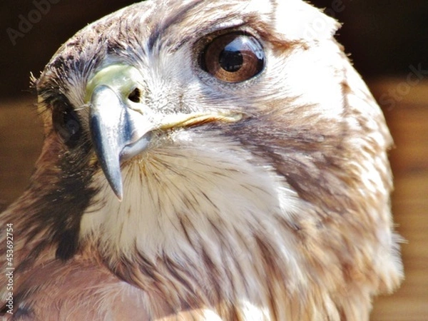 Obraz Red Tailed Hawk Close Up Portrait