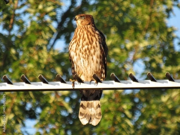 Obraz Cooper's Hawk Fledgling in Sun