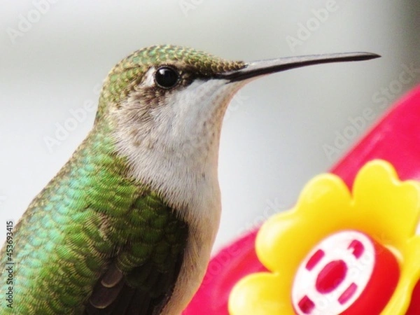 Obraz Ruby Throated Hummingbird Female Extreme Close Up