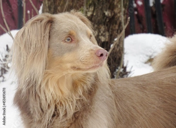 Obraz Pretty Curious Fluffy Grey Dog