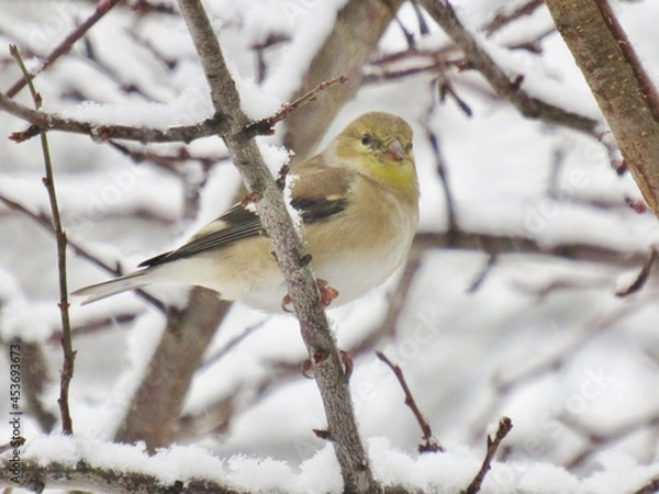 Obraz Winter Goldfinch on Branch