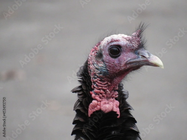Obraz Close Up Turkey Portrait