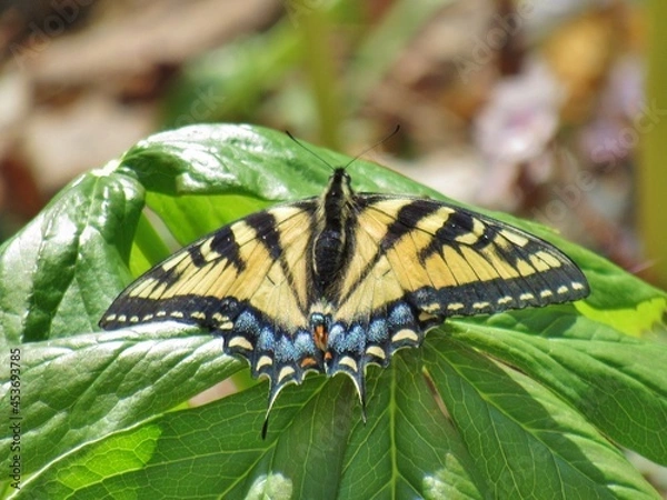 Obraz Zebra Swallowtail Butterfly on Plant