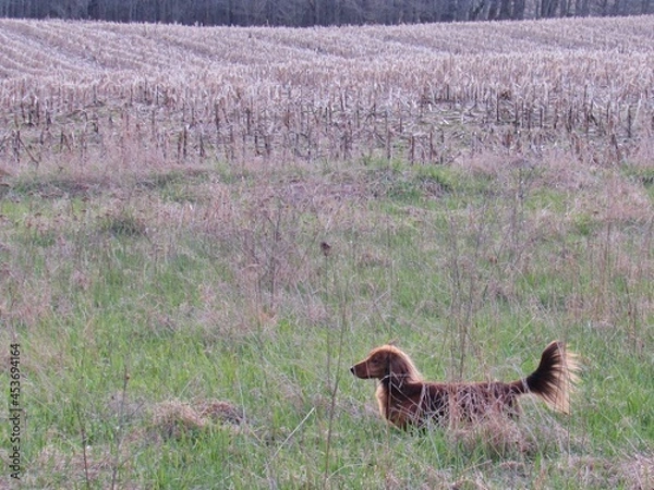 Obraz Longhaired Dachshund in Field Corn Hunting