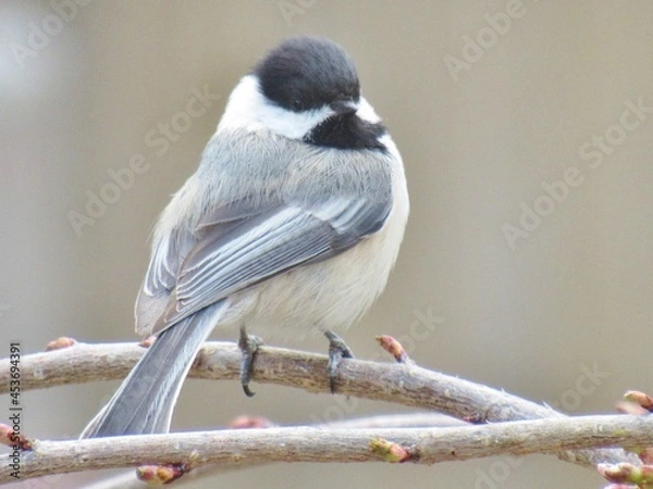 Obraz Over the Shoulder Glance Chickadee